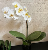 Small Phalaenopsis Orchid in Cylinder-Faux Water (White)