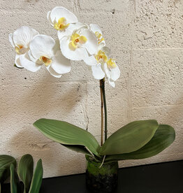 Small Phalaenopsis Orchid in Cylinder-Faux Water (White)