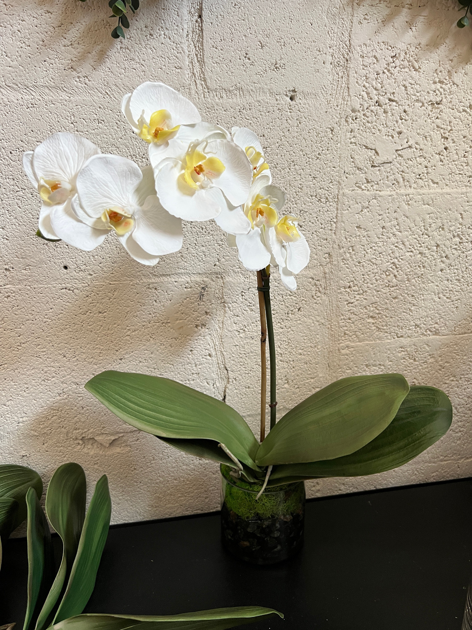 Small Phalaenopsis Orchid in Cylinder-Faux Water (White)