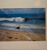 The Seagull 8"x10"