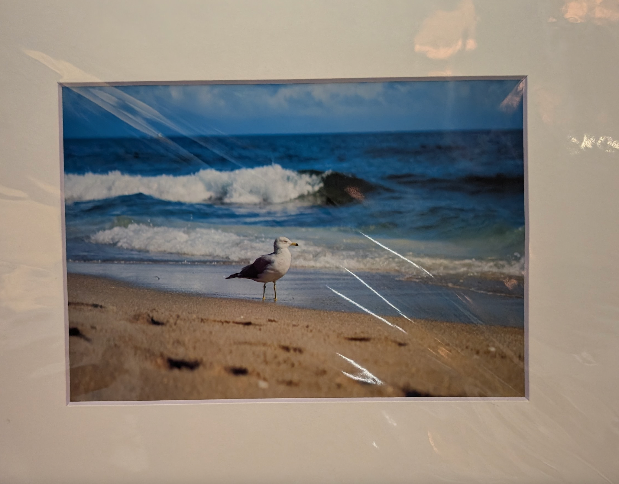 The Seagull 8"x10"