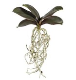Mini Phalaenopsis Foliage w/roots