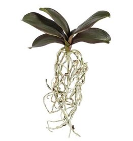 Mini Phalaenopsis Foliage w/roots