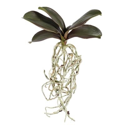 Mini Phalaenopsis Foliage w/roots