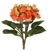 Mini Kalanchoe Bush 12'' (Orange)