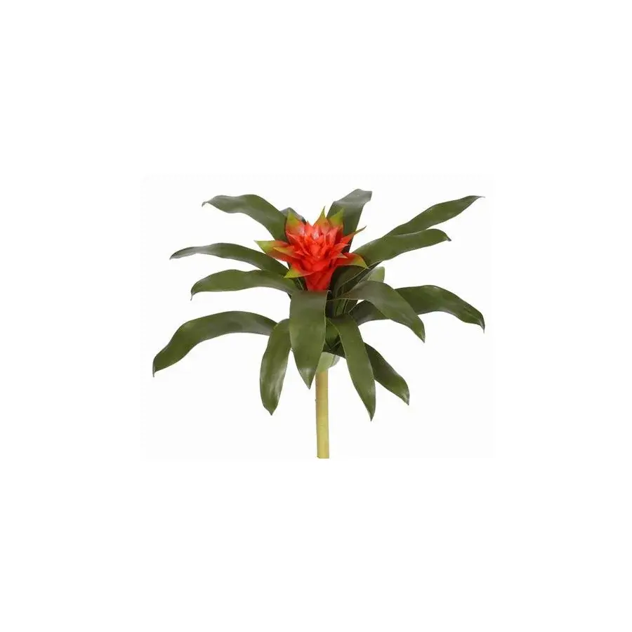 Bromeliad 14"-Orange Green