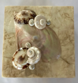 Gold Capiz Box 6" x 6"w/Black Lip & Shells