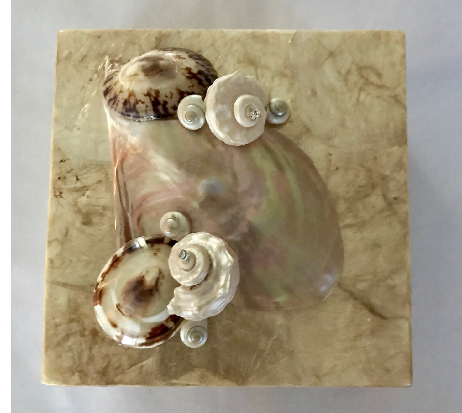 Gold Capiz Box 6" x 6"w/Black Lip & Shells