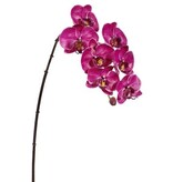Phalaenopsis Orchid x8 Fuscia