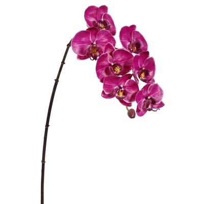 Phalaenopsis Orchid x8 Fuscia