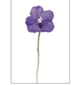 Flower on Acrylic 4 - 16"W x 24"H