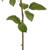 Rose Dutchess Bud L. 24" Pink/White