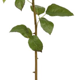 Rose Dutchess Bud L. 24" Pink/White