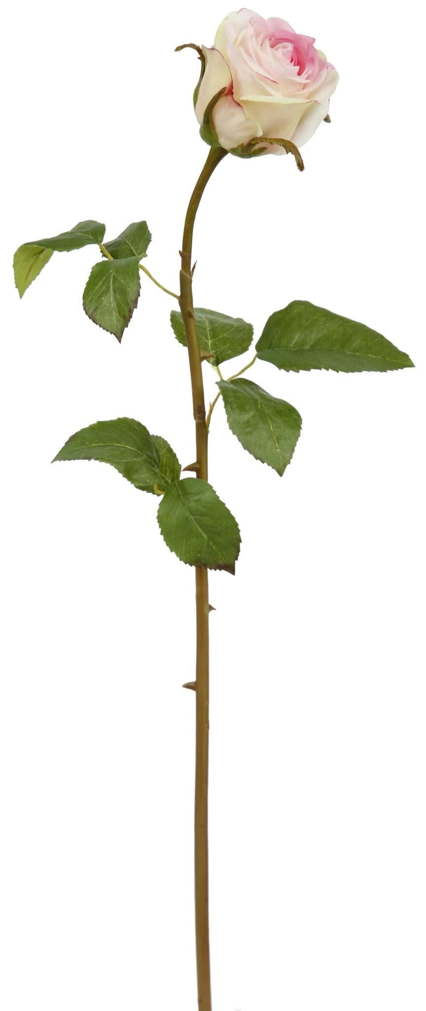 Rose Dutchess Bud L. 24" Pink/White