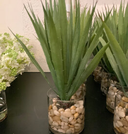Aloe in 4" Cylinder-Faux Water/Stones (Green)