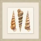 Watercolor Shell Collection 12 - 22"w x 22"h