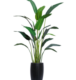 7" Palm Traveler / White Smooth Pot