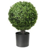 Boxwood Ball (14”DIA) Tree 20”H