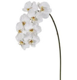 Phalaenopsis Orchid x8-White (Interior Concepts Special Buy)