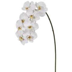 Phalaenopsis Orchid x8-White (Interior Concepts Special Buy)