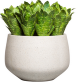 VARIGATED BROMELIAD IN SM WHT POT 22" X 22"