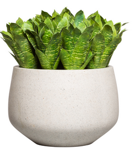 VARIGATED BROMELIAD IN SM WHT POT 22" X 22"