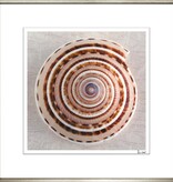 Ben Wood Shell Collection II 28" x 28"