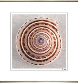 Ben Wood Shell Collection II 28" x 28"