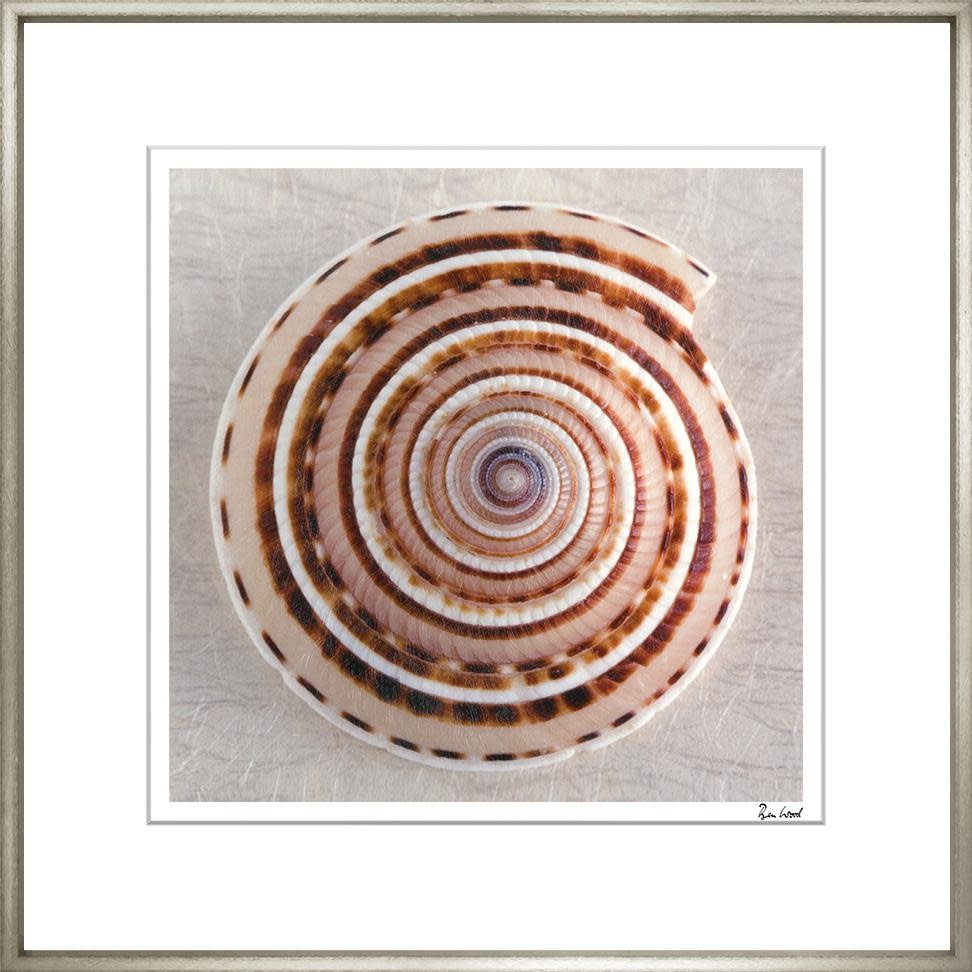 Ben Wood Shell Collection II 28" x 28"