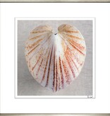 Ben Wood Shell Collection IX 28" x 28"