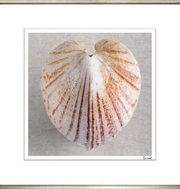 Ben Wood Shell Collection IX 28" x 28"