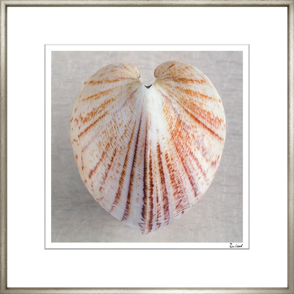 Ben Wood Shell Collection IX 28" x 28"