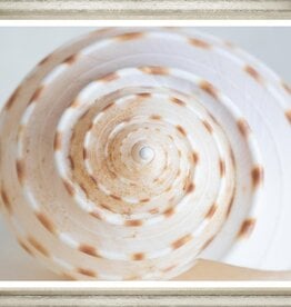 Ben Wood Shell Detail 35" x 42"