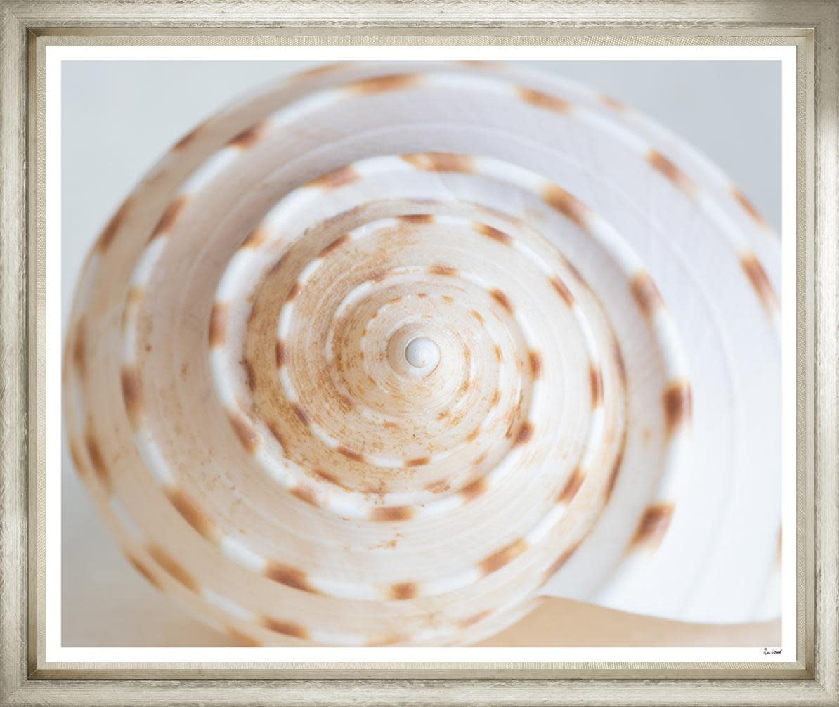 Ben Wood Shell Detail 35" x 42"