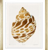 Meredith Martens Shell 3 28x32