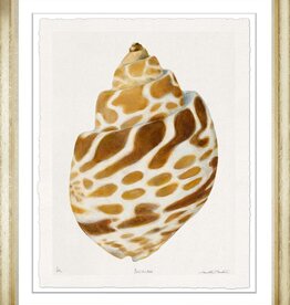 Meredith Martens Shell 3 28x32