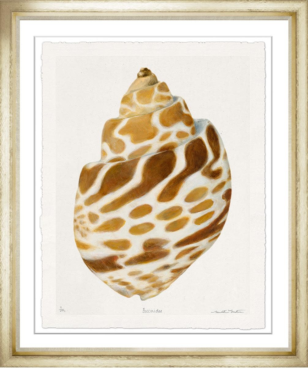 Meredith Martens Shell 3 28x32