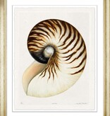 Meredith Martens Shell 4 28x32