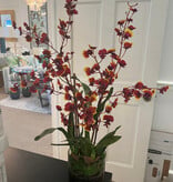 Oncidium Orchid in Faux Water-5" Cylinder (Burgundy)
