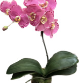 Small Phalaenopsis Orchid in Cylinder-Faux Water (Lavender Orchid)