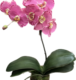 Small Phalaenopsis Orchid in Cylinder-Faux Water (Lavender Orchid)