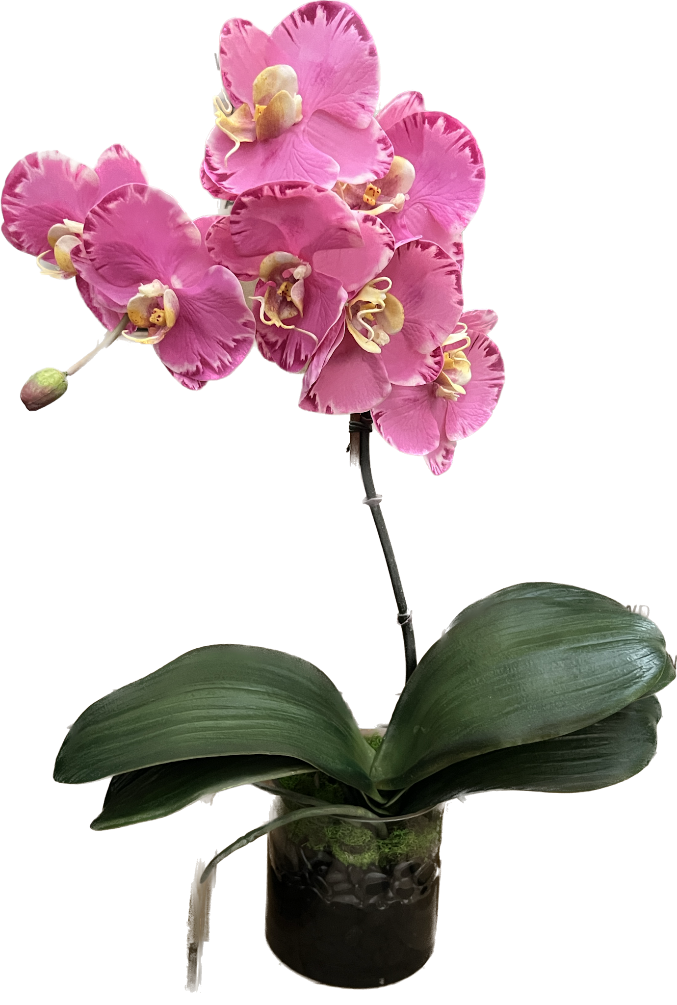 Small Phalaenopsis Orchid in Cylinder-Faux Water (Lavender Orchid)