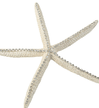 Large Starfish clear crystals