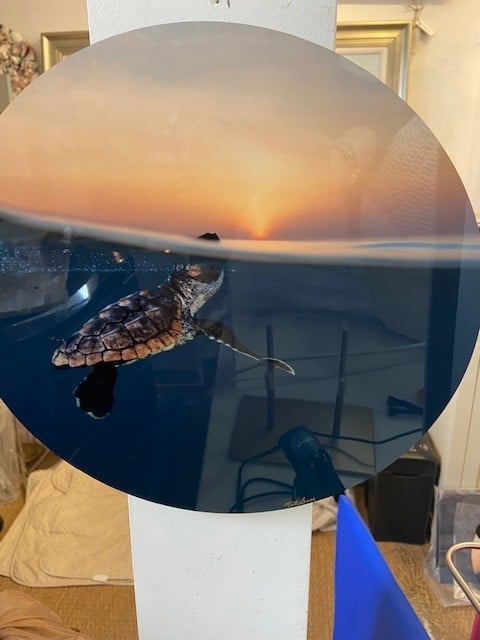 Turtle Sunkissed Round 12"