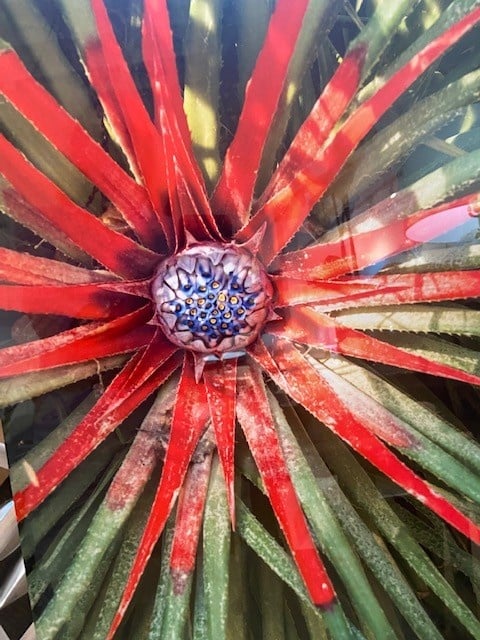 Sintra Flower Photography 16"x24"