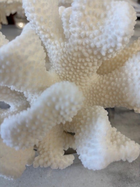 Cauliflower Coral 9"
