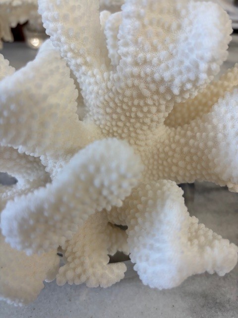 Cauliflower Coral