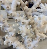 Octopus Coral 13"H