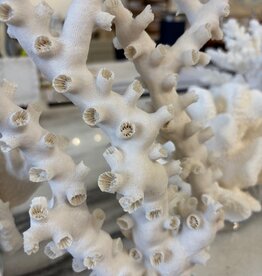 Octopus Coral 13"H