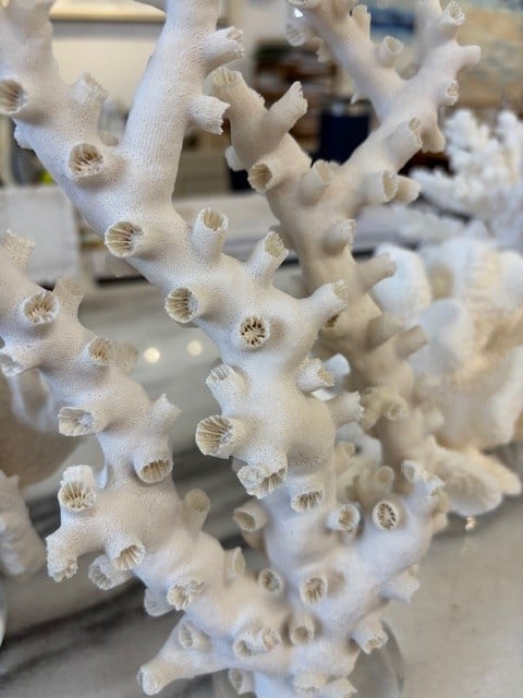 Octopus Coral 13"H